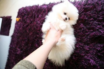 Lovely Pomeranian Puppies - Abu Dhabi Dogs, Puppies