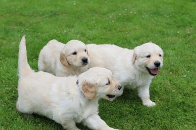 Beautiful Purebred Golden Retriever Puppies