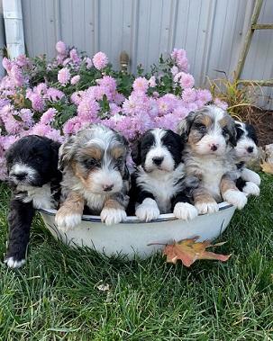 Extremely tiny Bernedoodle Puppies