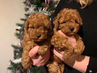 Stunning Toy Poodle Puppies  - Abu Dhabi Dogs, Puppies
