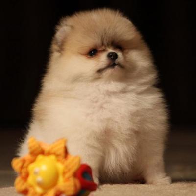 Two Beautiful Pomeranian Puppies Available - Abu Dhabi Dogs, Puppies