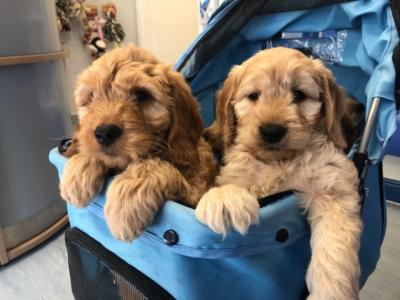 Goldendoodle Puppies 