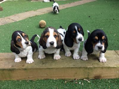 Basset Hound Puppies  - Abu Dhabi Dogs, Puppies