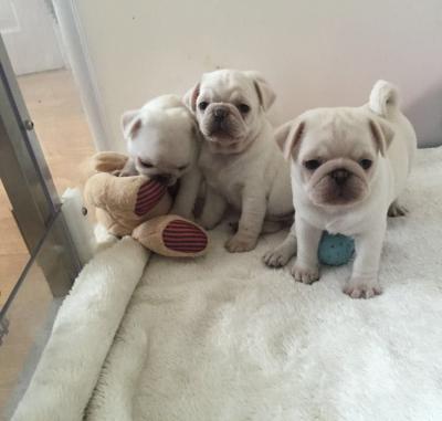 Pug puppies for adoption 