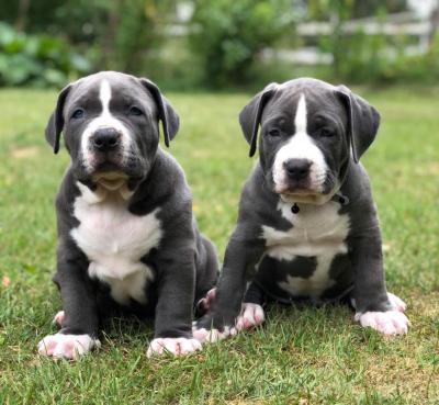 Pitbull Puppies For Adoption 