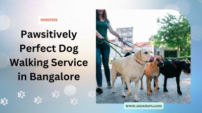 Pawsitively Perfect Dog Walking Service in Bangalore - Bangalore Dogs, Puppies