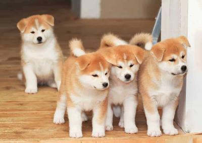  Akita Puppies Available Now For Sale - Abu Dhabi Dogs, Puppies