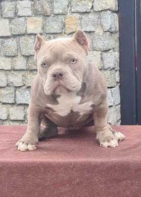 American bully puppies - Vienna Dogs, Puppies