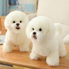  Toy Bichon Frise Puppies for sale - Dubai Dogs, Puppies