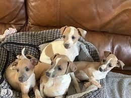 Italian Greyhound puppies