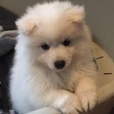 Japanese Spitz puppies for sell