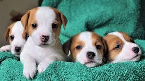 Male and Female Jack Russell Terrier Puppies  for sell