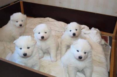 Samoyed puppies For Sale - Dubai Dogs, Puppies