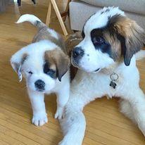 Saint Bernard Puppies for Sale - Dubai Dogs, Puppies