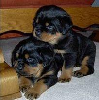 Rottweiler Puppies Available for sale - Dubai Dogs, Puppies