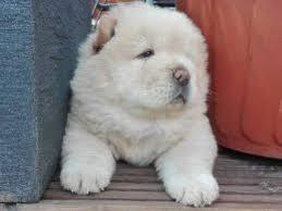   chow chow puppies for Sale         - Kuwait Region Dogs, Puppies