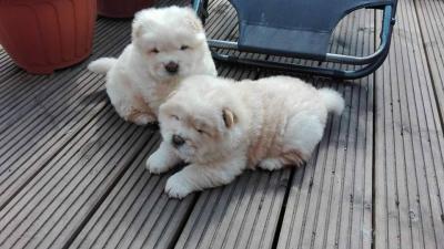   chow chow puppies for Sale         - Kuwait Region Dogs, Puppies