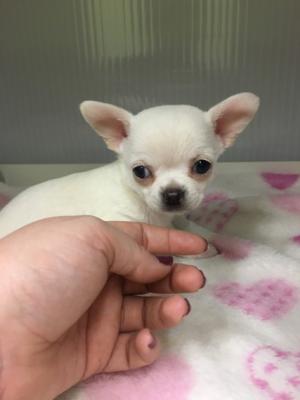  Chihuahua puppies for Sale           