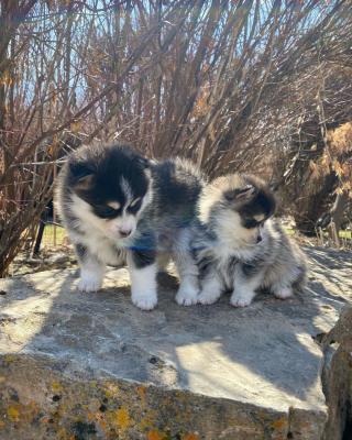  Pomsky Puppies Available          001 602 492 8192        - Kuwait Region Dogs, Puppies