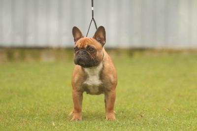 French bulldog, puppies - Vienna Dogs, Puppies