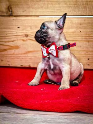 French bulldog, puppies - Vienna Dogs, Puppies