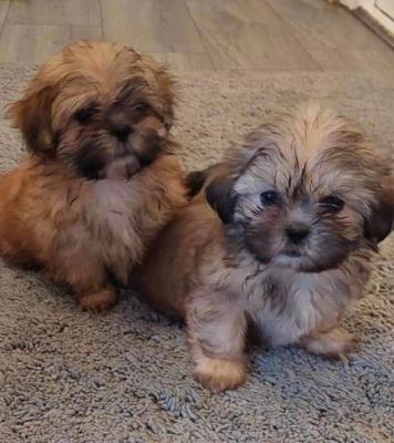 Shih Tzu Lovely Family Pets - Toronto Dogs, Puppies