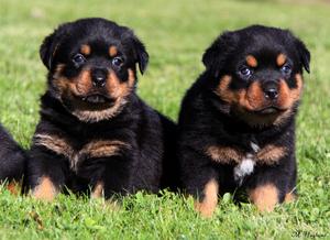 Rottweiler Puppies - Milan Dogs, Puppies