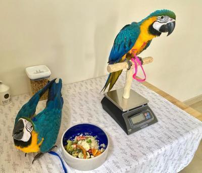 Blue and Gold macaws - Berlin Birds