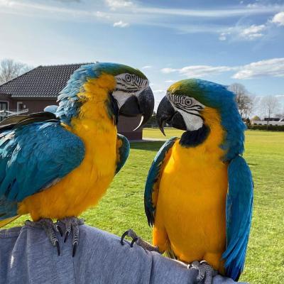 Blue and Gold macaws - Berlin Birds