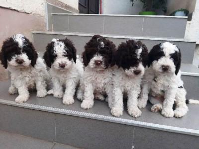 Lagotto Romagnolo, männliche Welpen - Vienna Dogs, Puppies