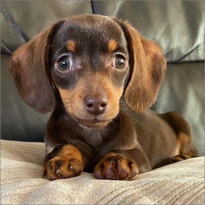 Dachshund Dogs and Puppy for Sale- UK - Northern Ireland Dogs, Puppies
