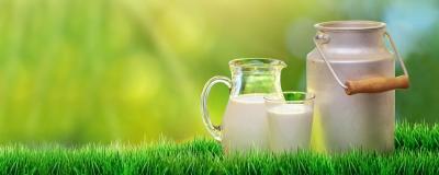 Fresh and Nutrient-Rich Gir Cow Milk for Sale - Ahmedabad Other