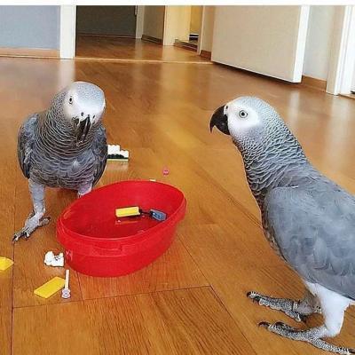 African GreysAwesome companions and playmates - Warsaw Birds