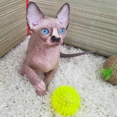   Sphynx Kittens for sale    - Dubai Cats, Kittens