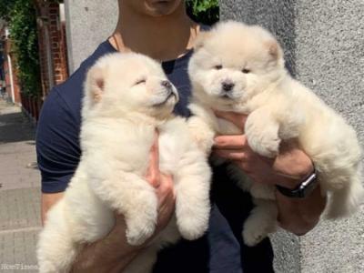 chow chow puppies - Dublin Dogs, Puppies