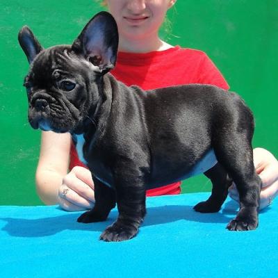 3 rhoming frenchie puppies - Dublin Dogs, Puppies