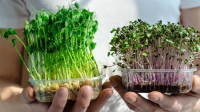 Grow Healthier with a Fresh Microgreen Kit Today - Ahmedabad Other