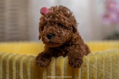 Red dwarf and toy poodles - Vienna Dogs, Puppies