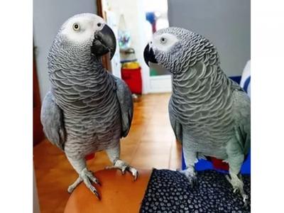 Cute Talking African gray parrots  for sale - Kuwait Region Birds