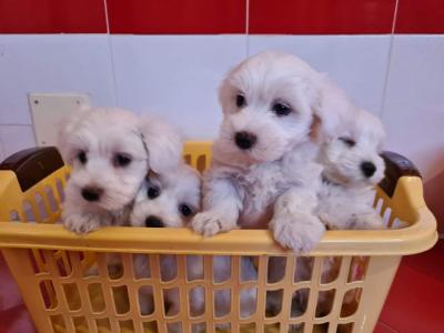 Adorable Maltese Puppies for sale - Kuwait Region Dogs, Puppies