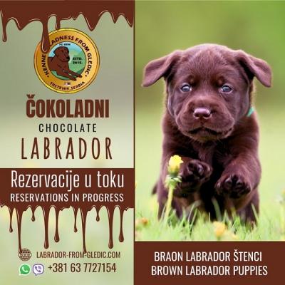 Brown Labrador - Vienna Dogs, Puppies