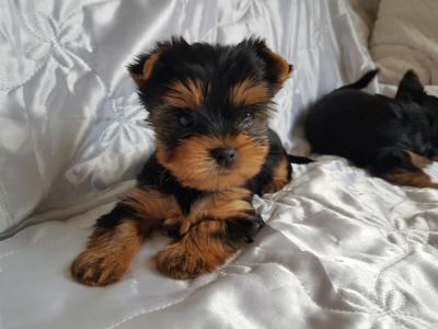 Yorkie Puppies for Sale - Dubai Dogs, Puppies