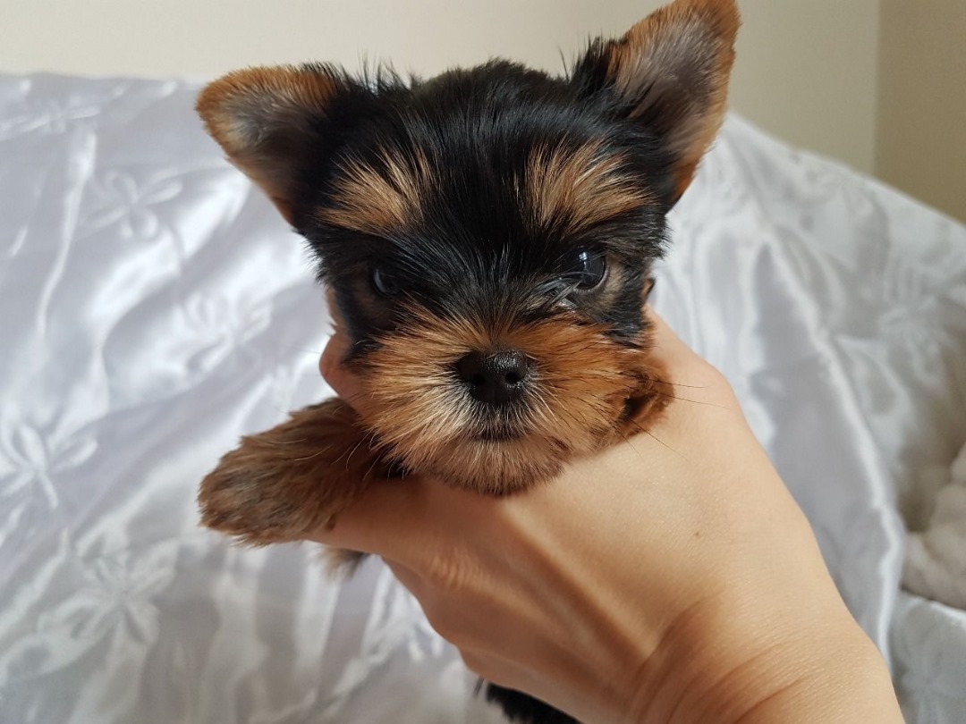 Yorkie Puppies for Sale - Dubai Dogs, Puppies