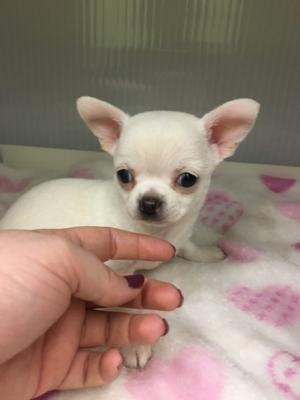 Chihuahua puppies for Sale - Dubai Dogs, Puppies