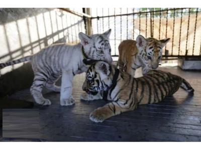 Healthy Tigers, Cheetah Cubs For Sale - Dubai Other