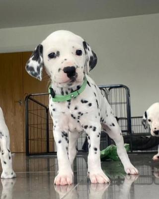  dalmatian puppies now ready for a new home