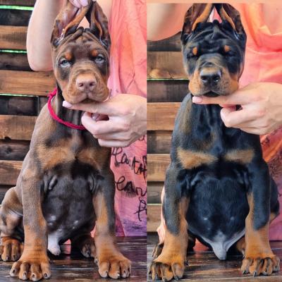  Doberman Pinscher Puppies Available for sale 
