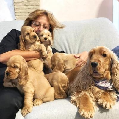   Cocker Spaniel Puppies For Sale .