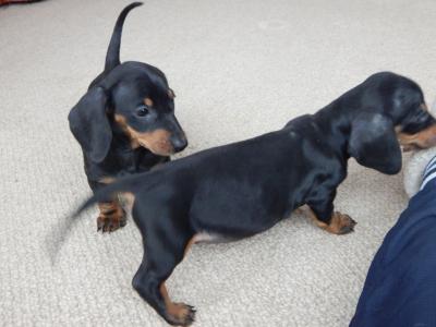    dachshund puppies For Sale 