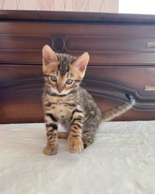   Bengal Kittens for sale  - Dubai Cats, Kittens